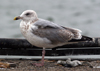 2cy argentatus in November. (81321 bytes)
