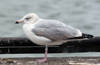 2cy argentatus in November. (81321 bytes)