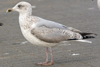 2cy argentatus in November. (81321 bytes)