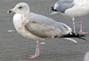 2cy argentatus in November. (81321 bytes)