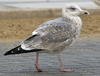 2cy argentatus in November. (81321 bytes)