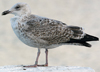 2cy argentatus in November. (81321 bytes)