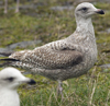2cy argentatus in November. (81321 bytes)