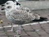 2cy argentatus in November. (81321 bytes)