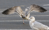 2cy argentatus in November. (81321 bytes)