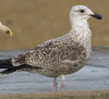 2cy argentatus in November. (81321 bytes)