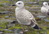 2cy argentatus in November. (81321 bytes)