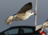 2cy argentatus in November. (81321 bytes)