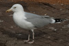 1cy argenteus in August, ringed in Belgium. (90559 bytes)