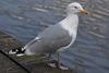 1cy argenteus in August, ringed in Belgium. (90559 bytes)
