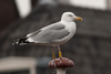 1cy argenteus in August, ringed in Belgium. (90559 bytes)