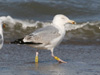 1cy argenteus in November, ringed in Belgium. (25637 bytes)