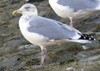 2cy argentatus in November. (81321 bytes)
