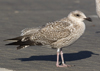 2cy argentatus in November. (81321 bytes)