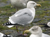 2cy argentatus in November. (81321 bytes)