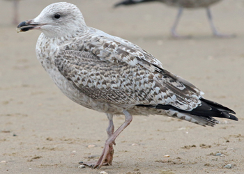 2cy argenteus in October. (82743 bytes)