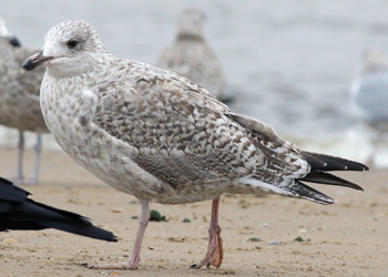 2cy argenteus in October. (82743 bytes)