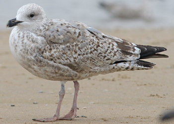 2cy argenteus in October. (82743 bytes)