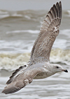 Herring Gull