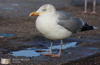 Herring Gull