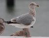 Herring Gull