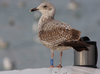 Herring Gull