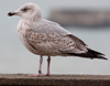 Herring Gull