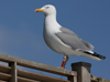 Herring Gull