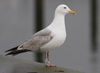 Herring Gull