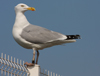Herring Gull