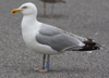 Herring Gull