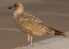 Herring Gull