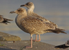 Herring Gull