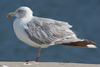 Herring Gull
