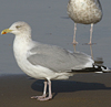 1cy argenteus in November, ringed in Belgium. (25637 bytes)