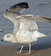 sub-adult argenteus in October, ringed in Belgium. (87638 bytes)
