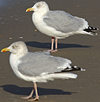1cy argenteus in November, ringed in Belgium. (25637 bytes)
