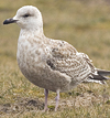 3cy argenteus in January, ringed in the Netherlands. (68274 bytes)