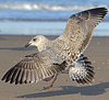 1cy argenteus in November, ringed in Belgium. (25637 bytes)