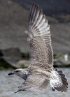 1cy argenteus in September (65624 bytes)