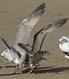 sub-adult Herring Gull in September. (75836 bytes)