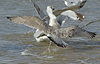sub-adult Herring Gull in September. (75836 bytes)