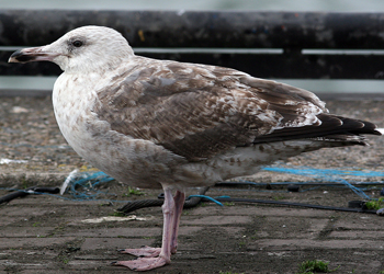 2cy argenteus in October. (82743 bytes)