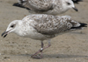 1cy argenteus in September (65624 bytes)