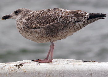 2cy argenteus in October. (82743 bytes)