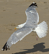 sub-adult Herring Gull in September. (75836 bytes)