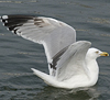 3cy argentatus in January. (80207 bytes)