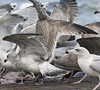 3cy argenteus in January, ringed in the Netherlands. (68274 bytes)