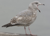 3cy argenteus in January, ringed in the Netherlands. (68274 bytes)