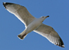 sub-adult argenteus in March. (52084 bytes)